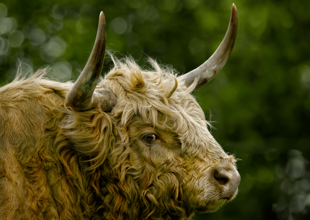 highland cow characteristics