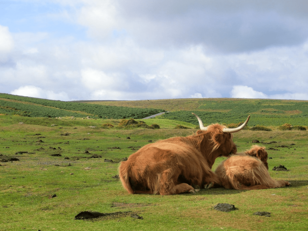 highland cows with hair over their eyes