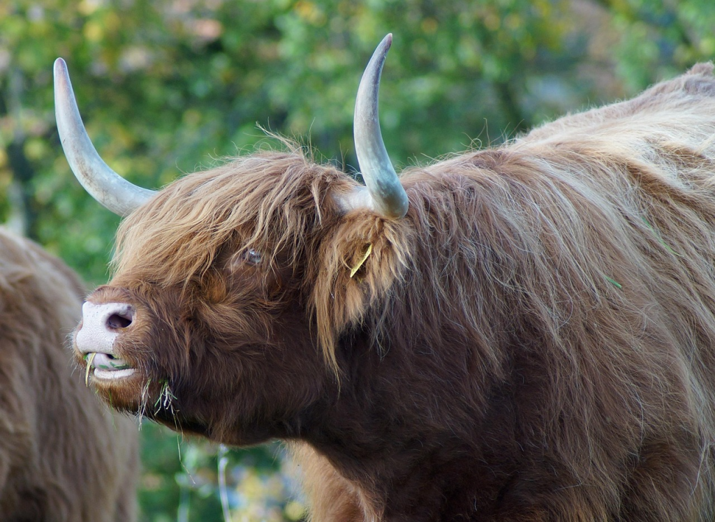 Highland cow size