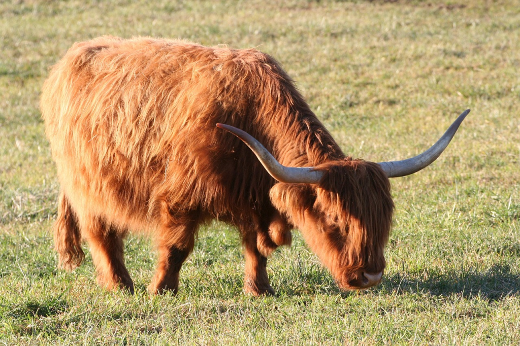 why highland cows look so big