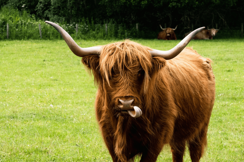 how fast do Highland cows grow
