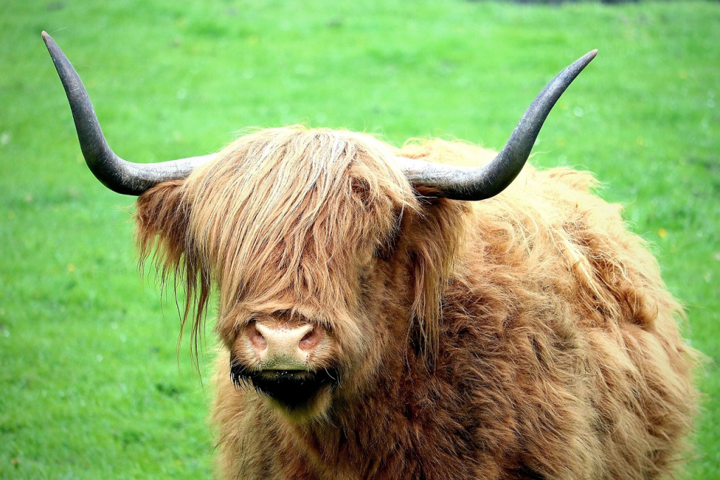 fluffy highland cow