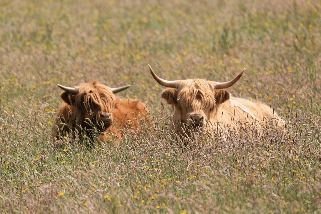 raising highland cows