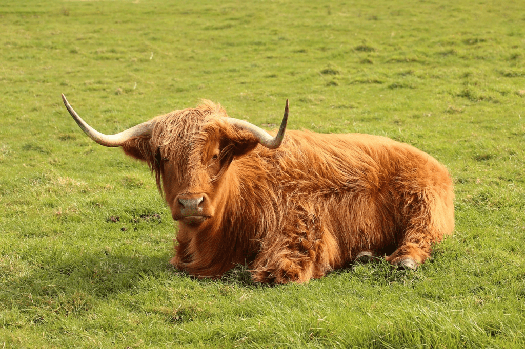 caring for highland cows
