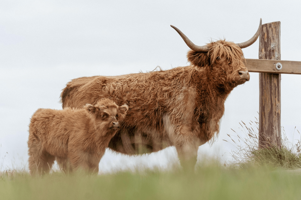 taking care of a Highland cow