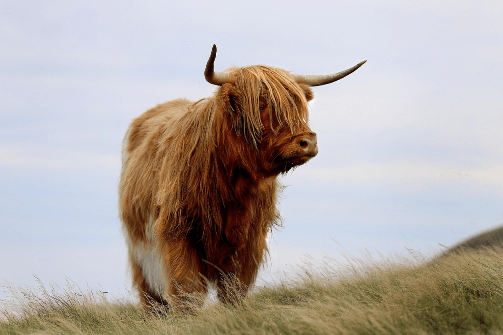 where do highland cows come from