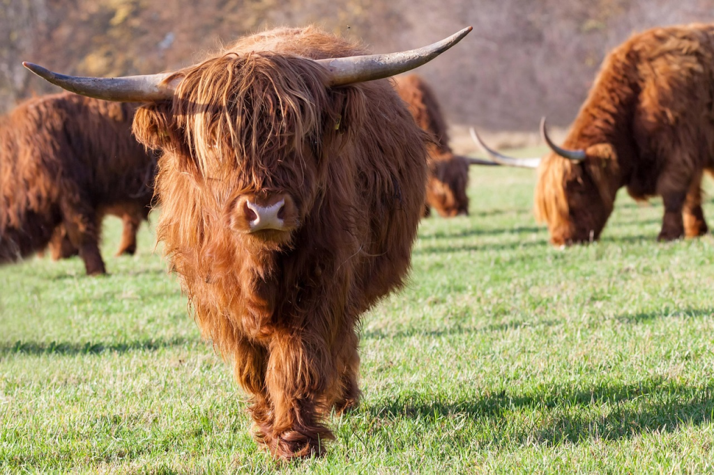 are Highland cows good pets