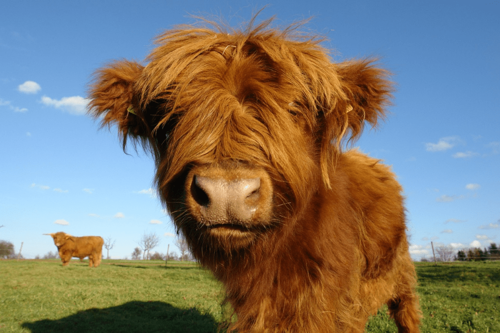 Highland cow breeding