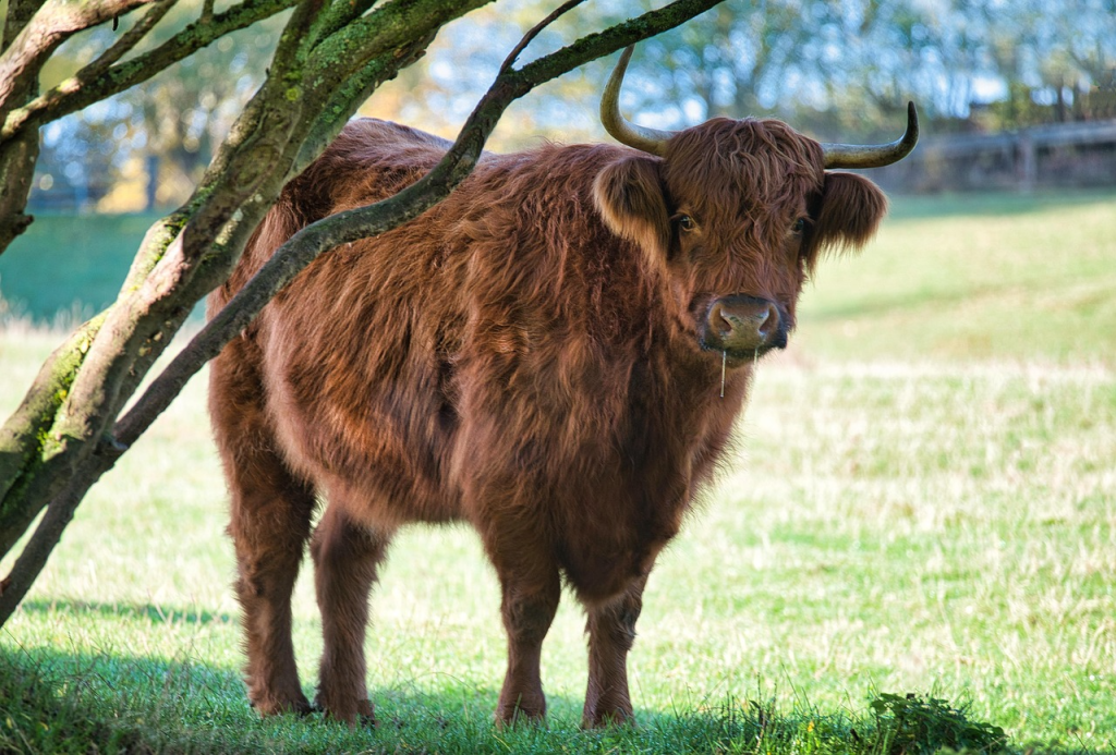 how much do Highland cows cost