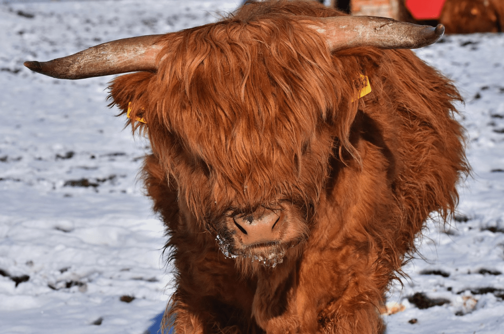 owning a Highland cow