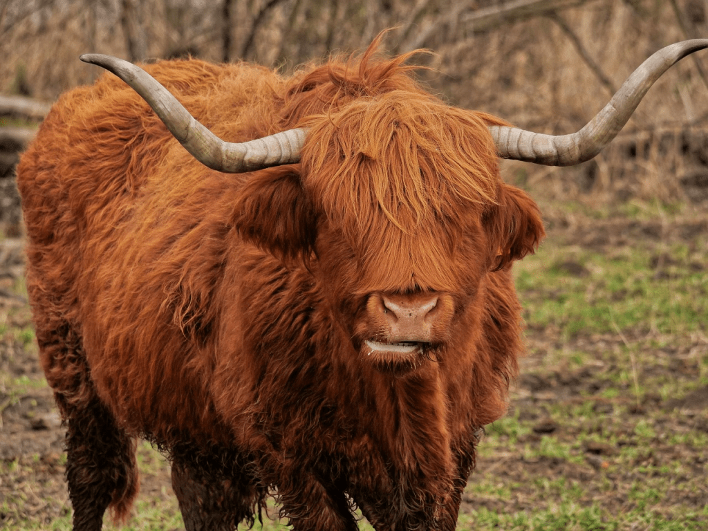 cost of a Highland cow