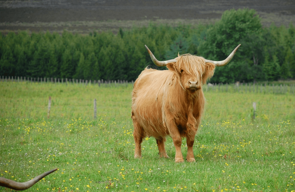 Highland cow expenses