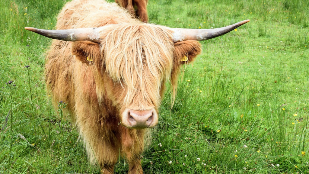 owning a Highland cow