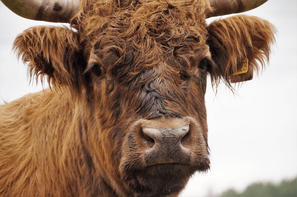 how much does it cost to adopt a Highland cow
