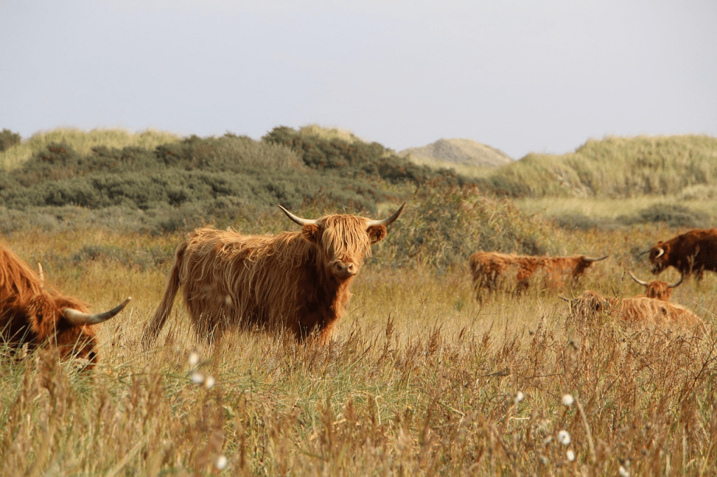 what are highland cows used for