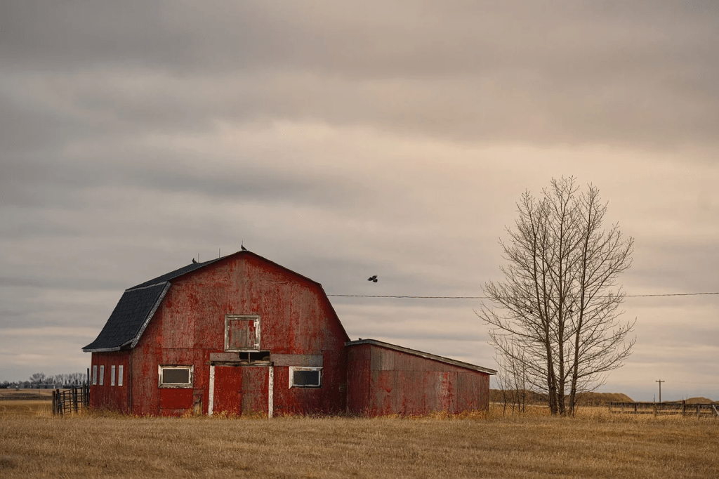 barns for Highland cows