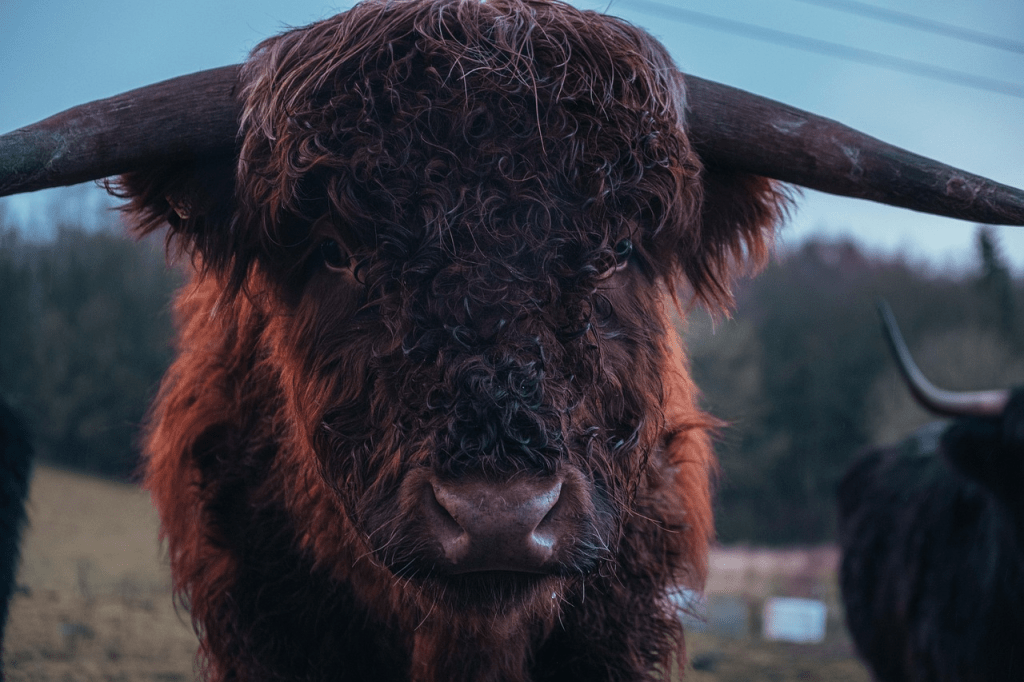 keeping Highland cows warm in winter