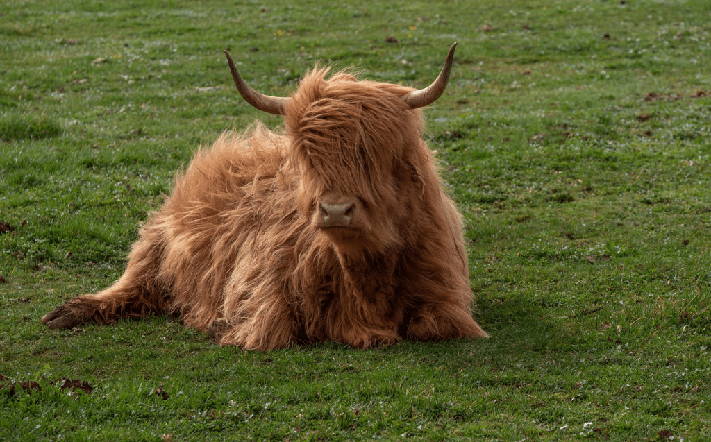 Highland cow bedding