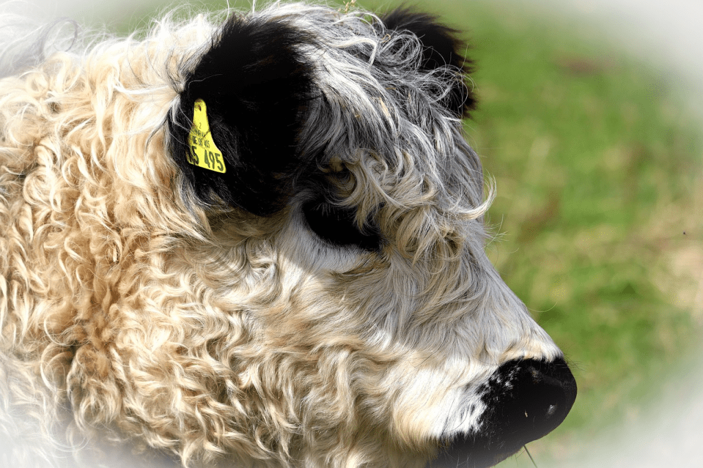 Highland cow housing