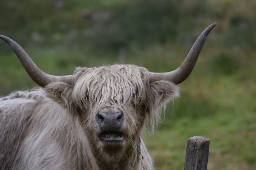 where to see Highland cows in Scotland