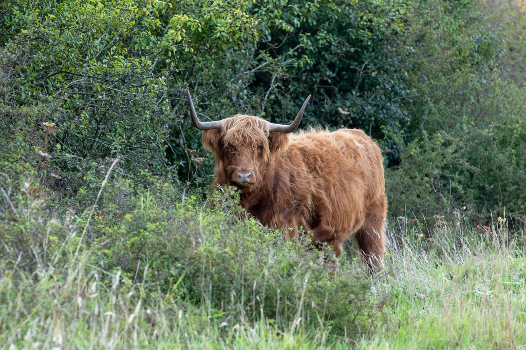 highland cows at Cairngorms National Park
