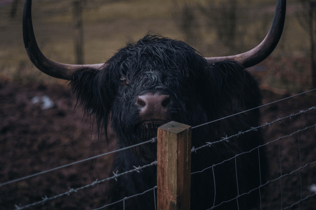 wild highland cow in Scotland