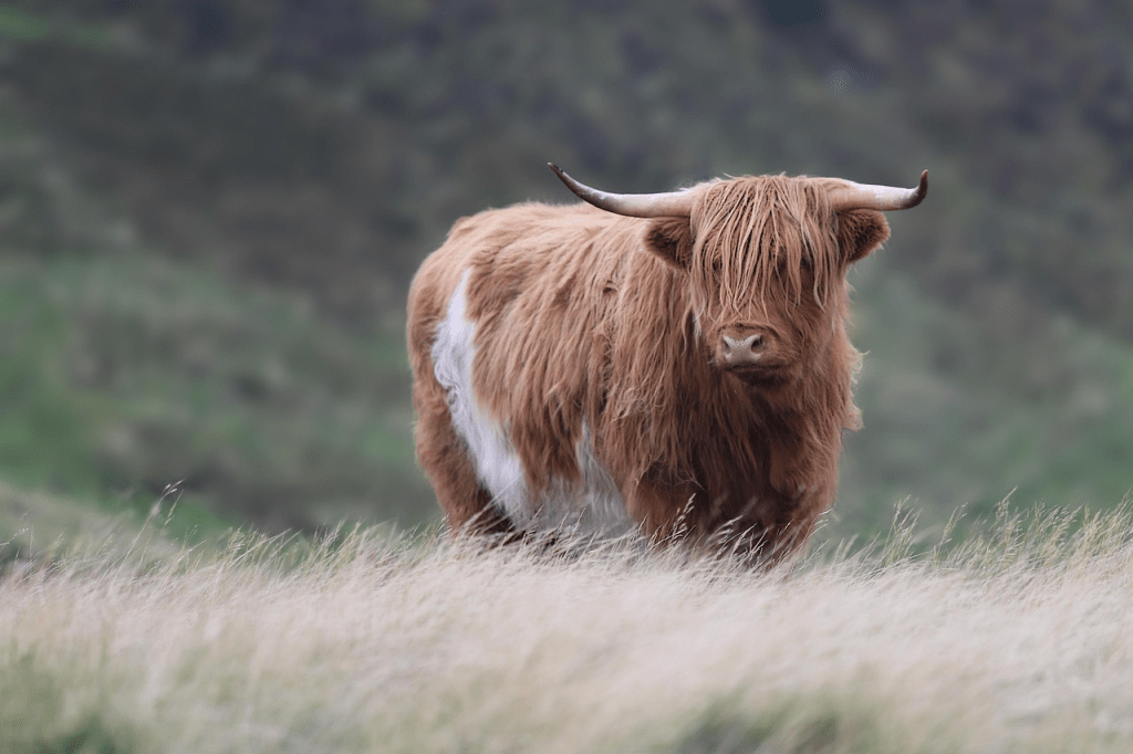 where to find Highland cows in Scotland