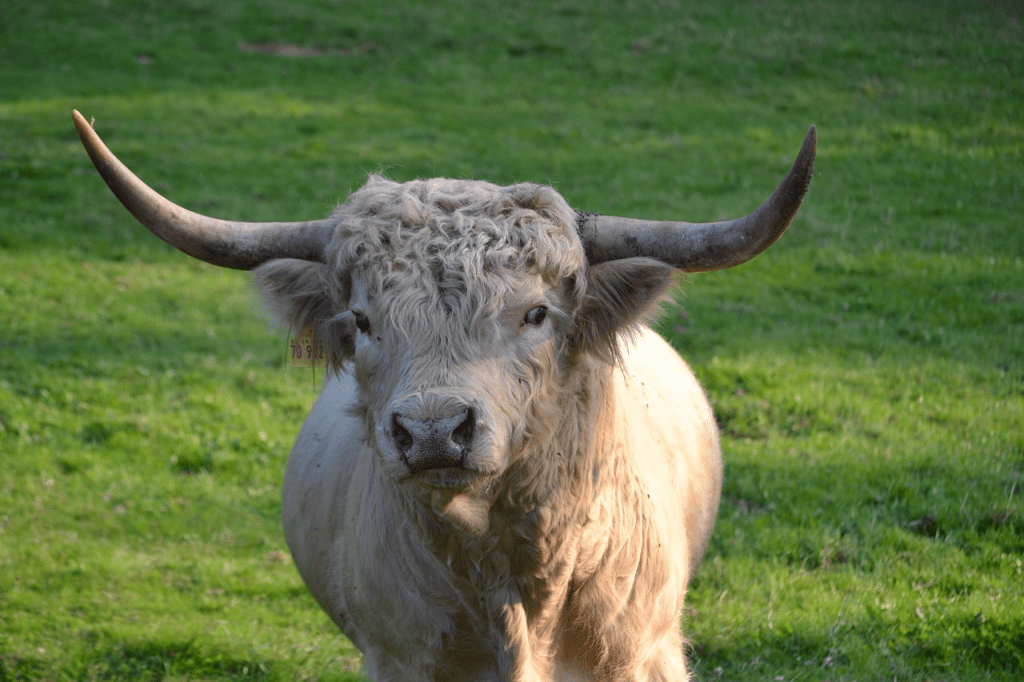Highland cow cuddling in Scotland