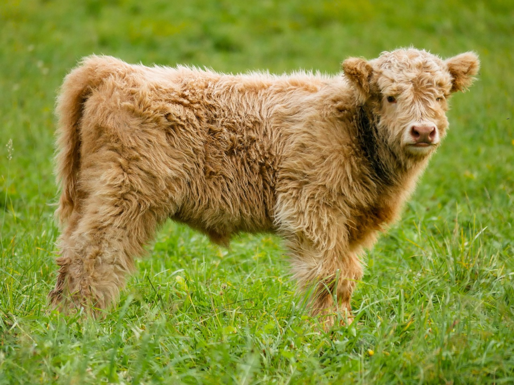 baby highland cow