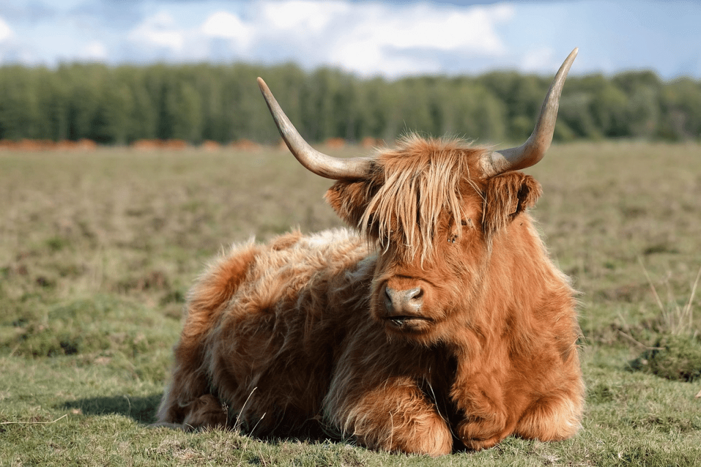 where to see Highland cows in the United States