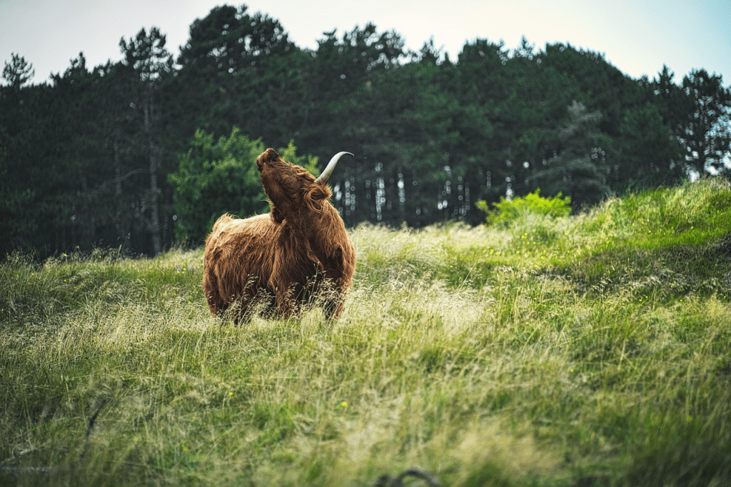 Highland cow petting farm in the USA
