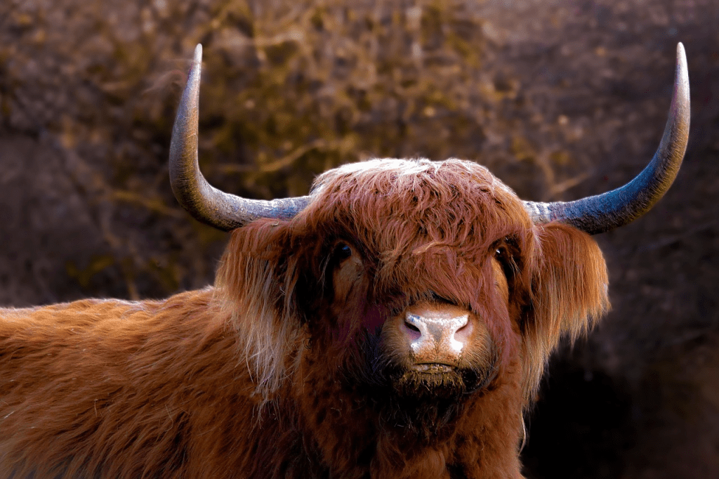 public highland cow farm