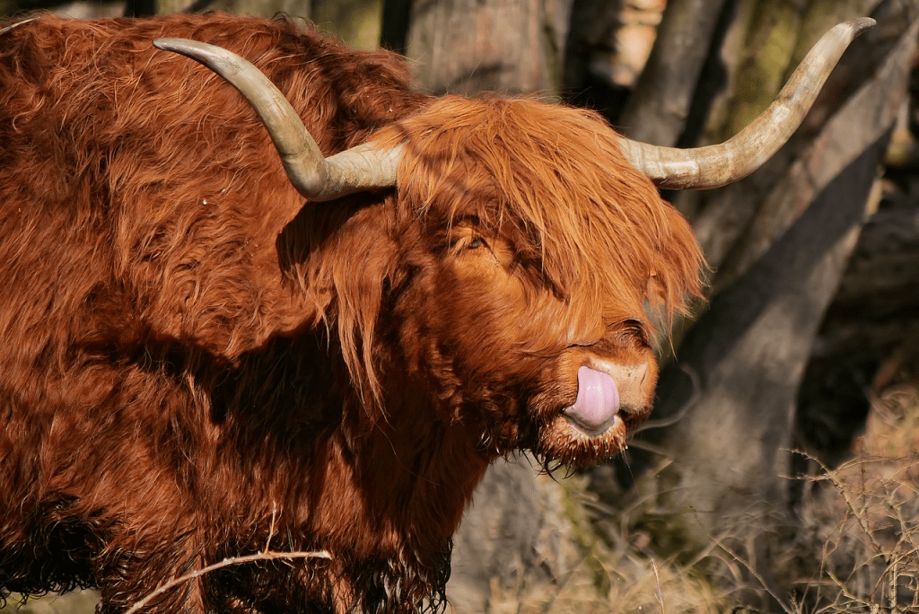 where to find Highland cows in America
