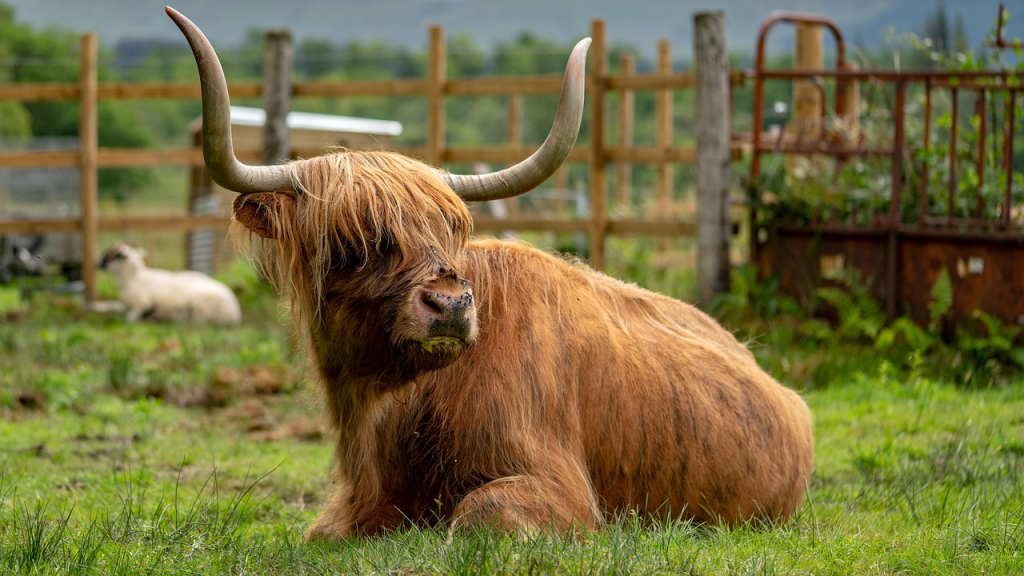 where can you find highland cows