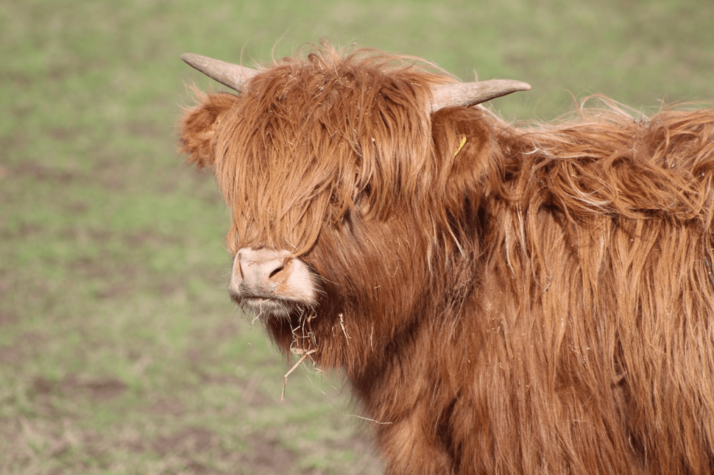 cute baby Highland cow