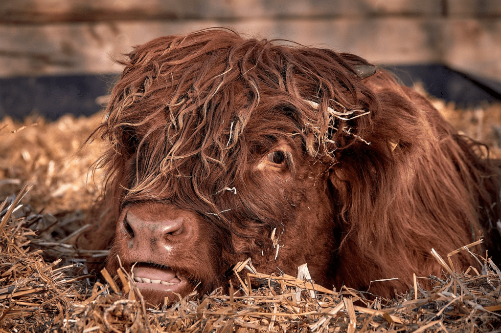 petting Highland cows