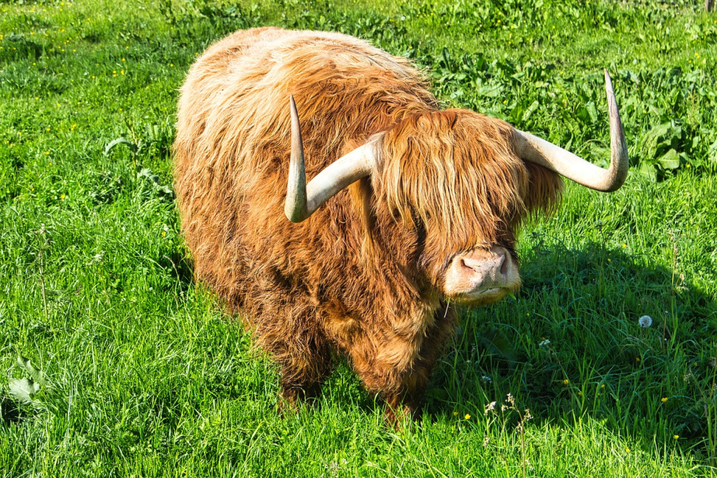 are Highland cows safe