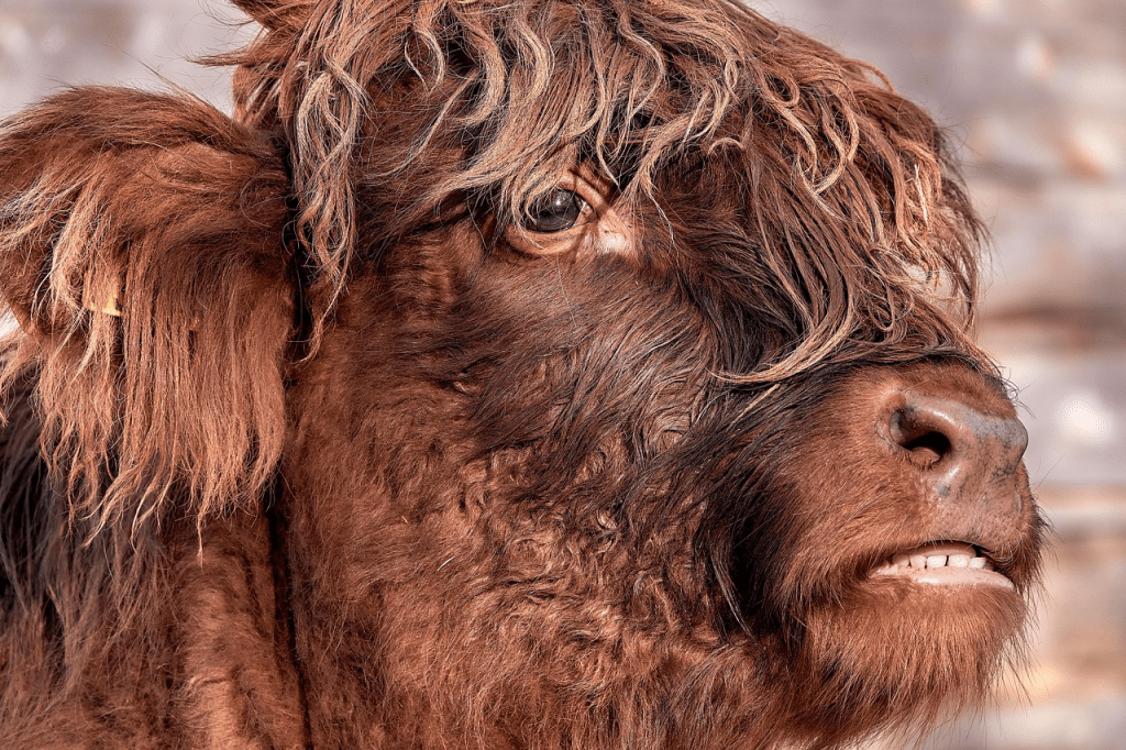 are Highland cows safe