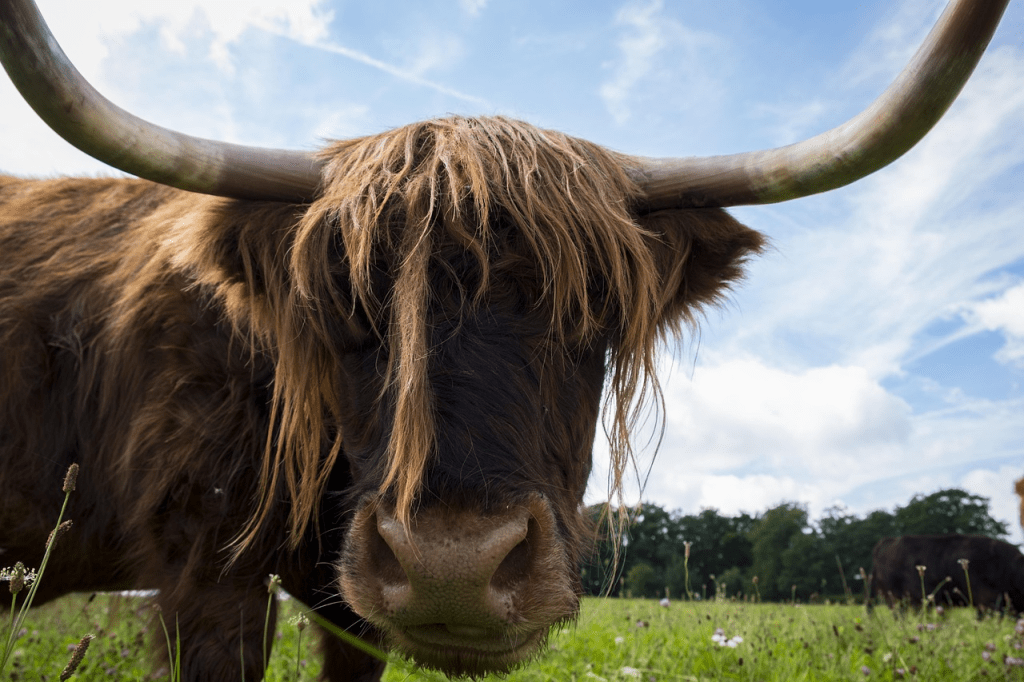 friendly Highland cow