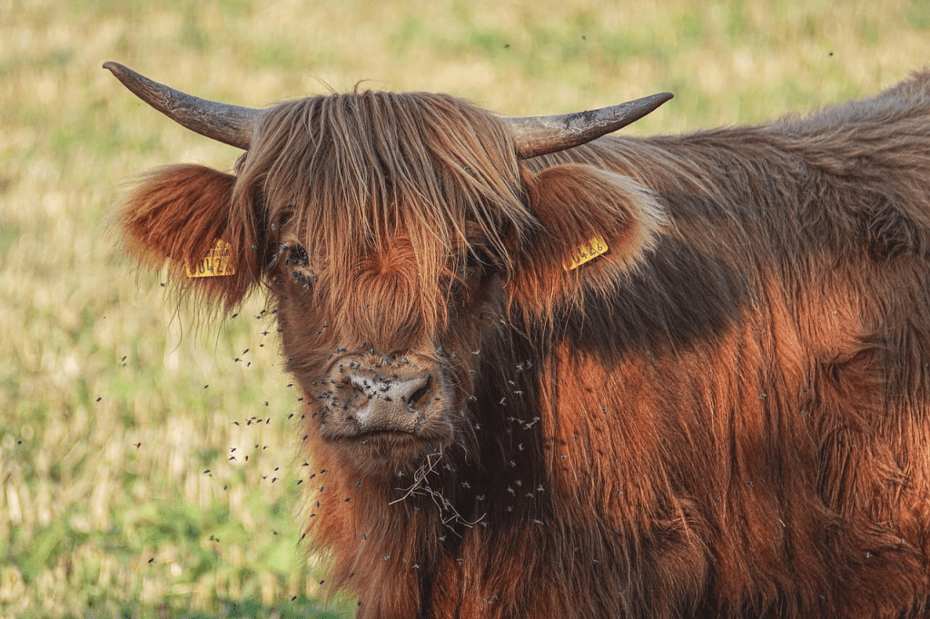 why are highland cows so popular