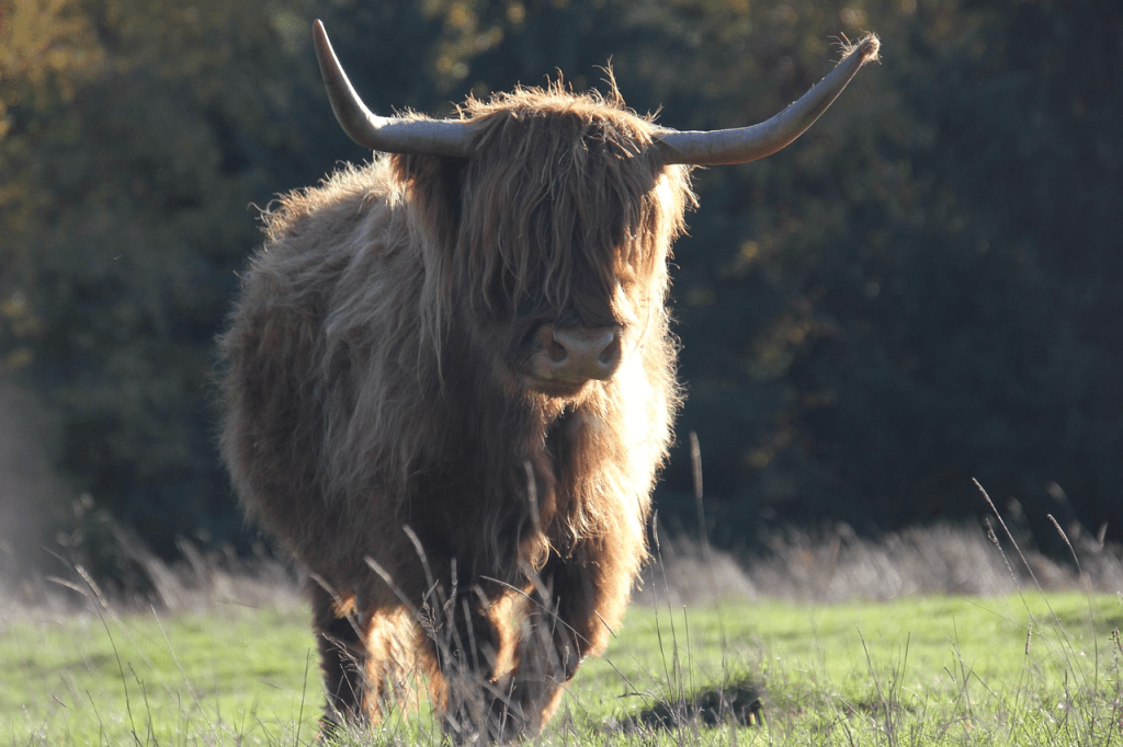 highland cow with shiny coat
