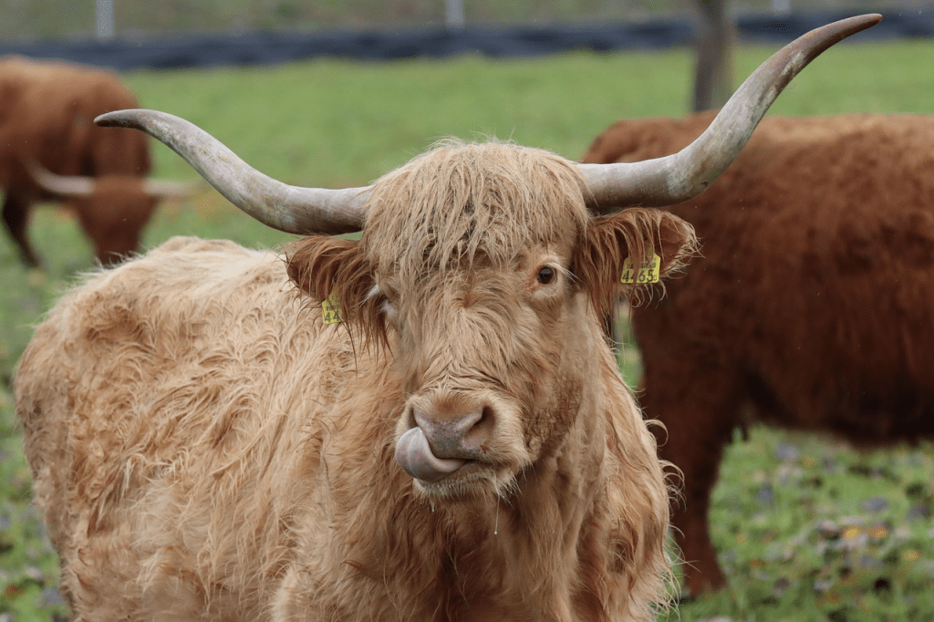 why do highland cows have long hair