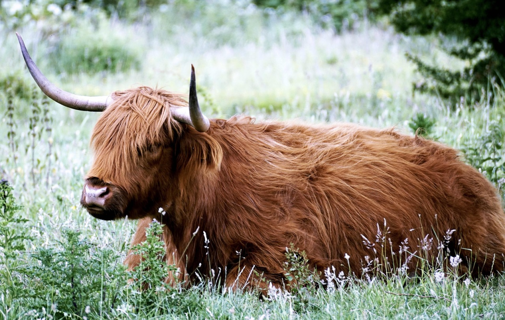 what are highland cows