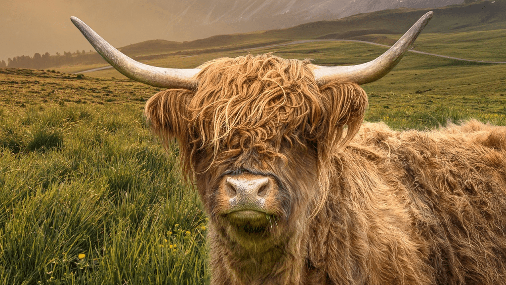 The Ultimate Guide to the Gentle Giants: What Are Highland&nbsp;Cows?