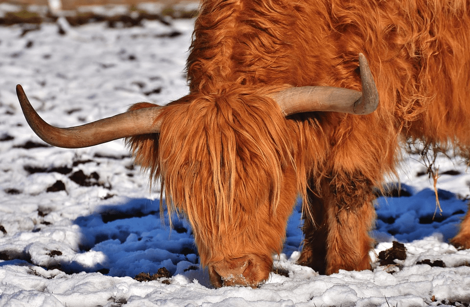 Why Are Highland Cows So Fluffy? Understanding the Shaggy&nbsp;Coat