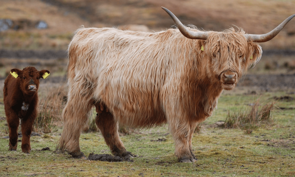 The Full-Grown Truth: How Big Do Highland Cows&nbsp;Get?