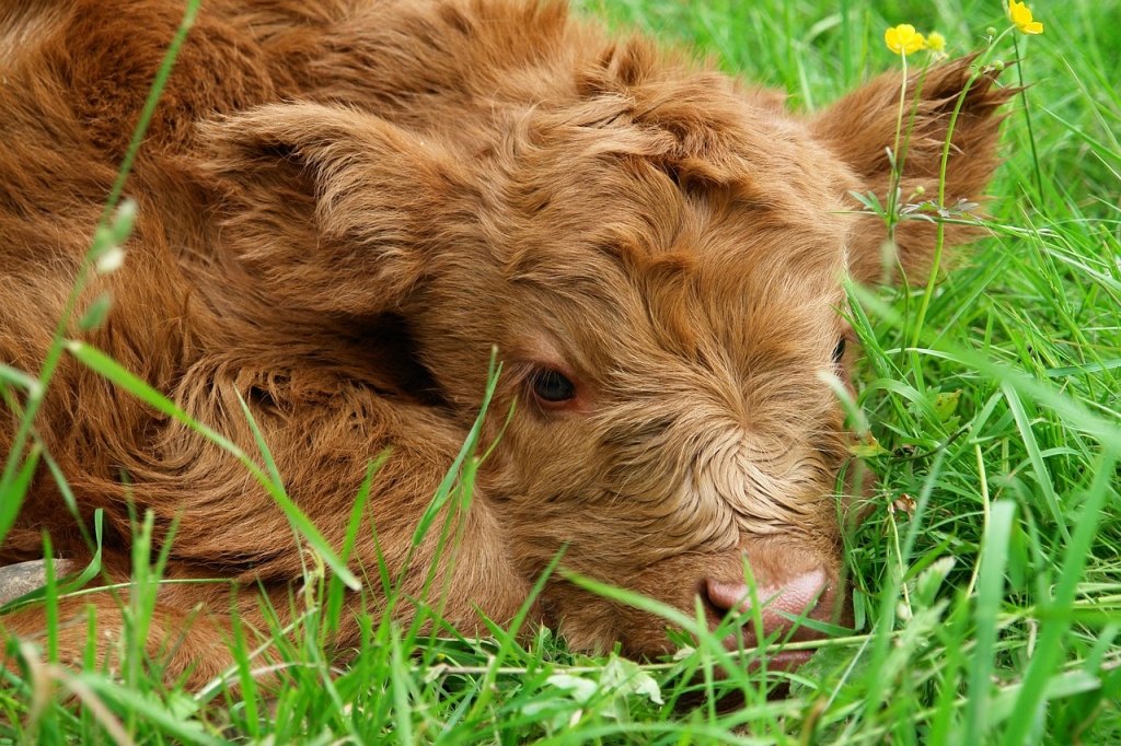 How to Raise Highland Cows: The Complete Care&nbsp;Guide