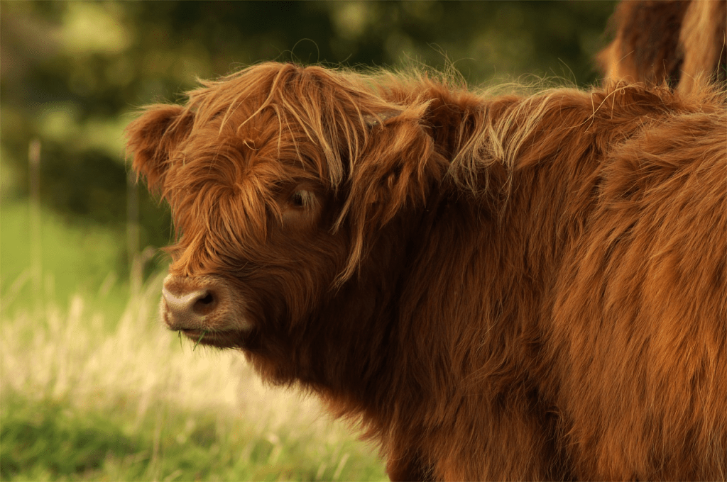 Highland cow price