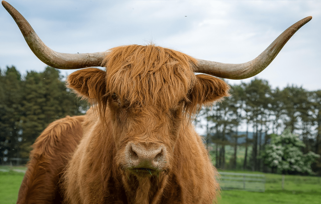 How Much Does It Cost to Own a Highland Cow? 2026 Financial&nbsp;Guide