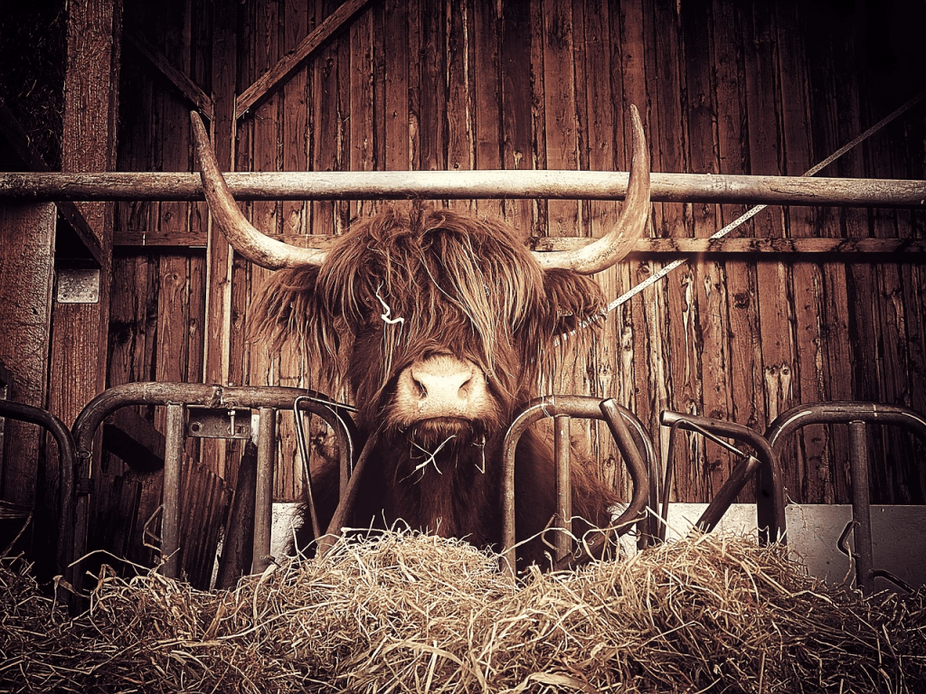 What Do Highland Cows Need for Shelter? The Ultimate Beginner’s&nbsp;Guide